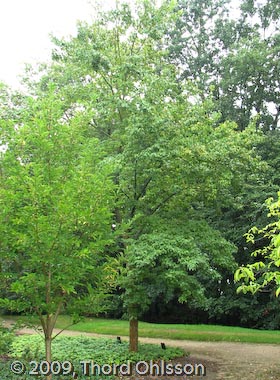 Acer buergerianum